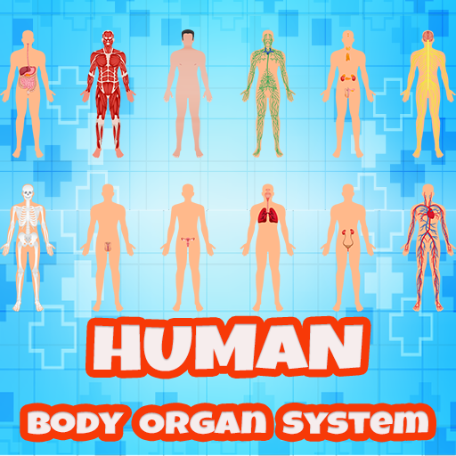 Body Organ System with Quiz