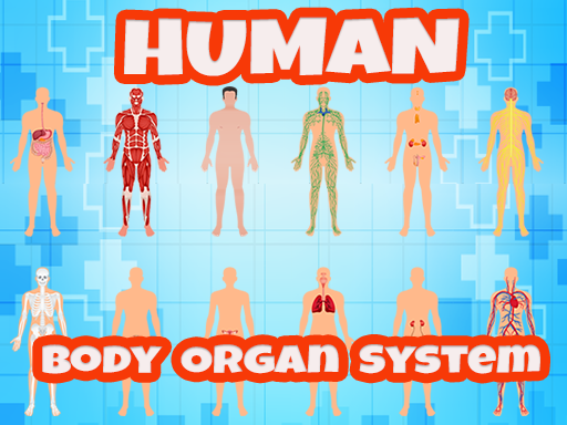 Body Organ System