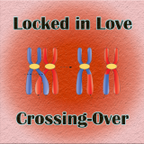 Locked -in -Love : a bio simulation